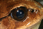 Great Barred Frog (Mixophyes fasciolatus) Copyright Amphibian Research Centre.