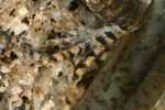Great Barred Frog (Mixophyes fasciolatus) Copyright Amphibian Research Centre.