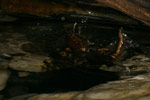 Great Barred Frog (Mixophyes fasciolatus) Copyright Amphibian Research Centre.