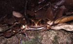 Northern Barred Frog (Mixophyes schevilli) Copyright Amphibian Research Centre.