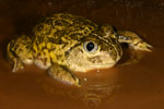 Mallee Spadefoot Toad (Neobatrachus pictus) Copyright Amphibian Research Centre.