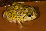 Mallee Spadefoot Toad (Neobatrachus pictus) Copyright Amphibian Research Centre.