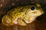 Mallee Spadefoot Toad (Neobatrachus pictus) Copyright Amphibian Research Centre.