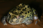Common Spadefoot Toad (Neobatrachus sudelli) Copyright Amphibian Research Centre.