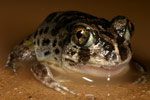Common Spadefoot Toad (Neobatrachus sudelli) Copyright Amphibian Research Centre.
