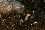 Baw Baw Frog (Philoria frosti) Copyright Amphibian Research Centre.