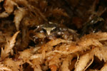 Baw Baw Frog (Philoria frosti) Copyright Amphibian Research Centre.
