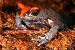 Red-crowned Toadlet (Pseudophryne australis) Copyright Amphibian Research Centre.