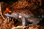 Red-crowned Toadlet (Pseudophryne australis) Copyright Amphibian Research Centre.