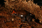 Red-crowned Toadlet (Pseudophryne australis) Copyright Amphibian Research Centre.