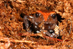 Red-crowned Toadlet (Pseudophryne australis) Copyright Amphibian Research Centre.