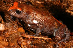 Red-crowned Toadlet (Pseudophryne australis) Copyright Amphibian Research Centre.