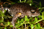Bibron's Toadlet (Pseudophryne bibroni) Copyright Amphibian Research Centre.