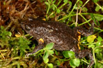Bibron's Toadlet (Pseudophryne bibroni) Copyright Amphibian Research Centre.