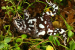 Bibron's Toadlet (Pseudophryne bibroni) Copyright Amphibian Research Centre.