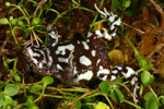 Bibron's Toadlet (Pseudophryne bibroni) Copyright Amphibian Research Centre.