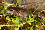 Bibron's Toadlet (Pseudophryne bibroni) Copyright Amphibian Research Centre.