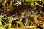 Bibron's Toadlet (Pseudophryne bibroni) Copyright Amphibian Research Centre.