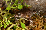 Bibron's Toadlet (Pseudophryne bibroni) Copyright Amphibian Research Centre.