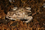 Bibron's Toadlet (Pseudophryne bibroni) Copyright Amphibian Research Centre.