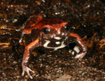 Red-backed Toadlet (Pseudophryne coriacea) Copyright Amphibian Research Centre.