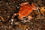 Red-backed Toadlet (Pseudophryne coriacea) Copyright Amphibian Research Centre.