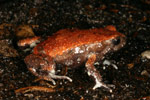 Red-backed Toadlet (Pseudophryne coriacea) Copyright Amphibian Research Centre.