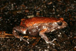 Red-backed Toadlet (Pseudophryne coriacea) Copyright Amphibian Research Centre.
