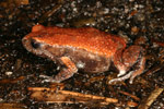 Red-backed Toadlet (Pseudophryne coriacea) Copyright Amphibian Research Centre.