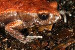 Red-backed Toadlet (Pseudophryne coriacea) Copyright Amphibian Research Centre.