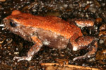 Red-backed Toadlet (Pseudophryne coriacea) Copyright Amphibian Research Centre.