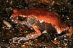 Red-backed Toadlet (Pseudophryne coriacea) Copyright Amphibian Research Centre.