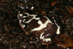 Red-backed Toadlet (Pseudophryne coriacea) Copyright Amphibian Research Centre.