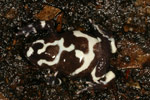 Red-backed Toadlet (Pseudophryne coriacea) Copyright Amphibian Research Centre.