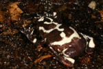 Red-backed Toadlet (Pseudophryne coriacea) Copyright Amphibian Research Centre.