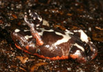 Red-backed Toadlet (Pseudophryne coriacea) Copyright Amphibian Research Centre.