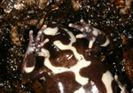 Red-backed Toadlet (Pseudophryne coriacea) Copyright Amphibian Research Centre.