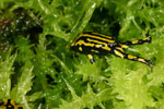 Southern Corroboree Frog (Pseudophryne corroboree) Copyright Amphibian Research Centre.