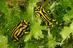Southern Corroboree Frog (Pseudophryne corroboree) Copyright Amphibian Research Centre.