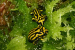 Southern Corroboree Frog (Pseudophryne corroboree) Copyright Amphibian Research Centre.