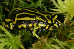 Northern Corroboree Frog (Pseudophryne pengilleyi) Copyright Amphibian Research Centre.