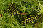 Northern Corroboree Frog (Pseudophryne pengilleyi) Copyright Amphibian Research Centre.