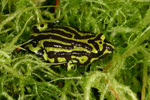 Northern Corroboree Frog (Pseudophryne pengilleyi) Copyright Amphibian Research Centre.