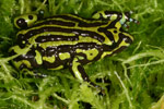 Northern Corroboree Frog (Pseudophryne pengilleyi) Copyright Amphibian Research Centre.