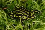 Northern Corroboree Frog (Pseudophryne pengilleyi) Copyright Amphibian Research Centre.