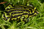 Northern Corroboree Frog (Pseudophryne pengilleyi) Copyright Amphibian Research Centre.