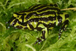 Northern Corroboree Frog (Pseudophryne pengilleyi) Copyright Amphibian Research Centre.