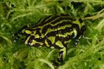 Northern Corroboree Frog (Pseudophryne pengilleyi) Copyright Amphibian Research Centre.
