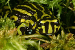Northern Corroboree Frog (Pseudophryne pengilleyi) Copyright Amphibian Research Centre.