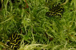 Northern Corroboree Frog (Pseudophryne pengilleyi) Copyright Amphibian Research Centre.